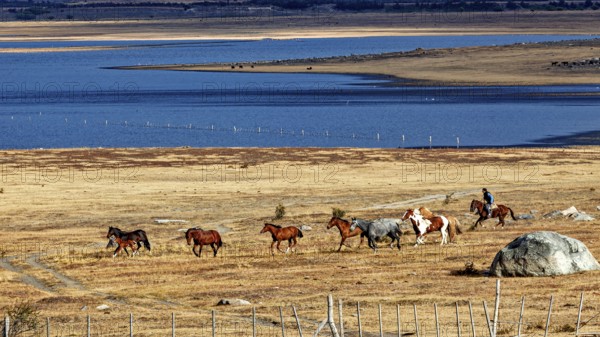 Herd of horses in a wide steppe under a blue sea and cloudy sky, A gaucho with his horses in the