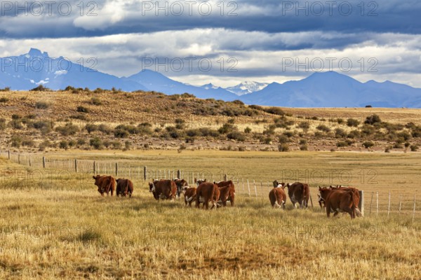 A group of cows move along a fence in a vast, mountainous landscape, A herd of cows and cattle in