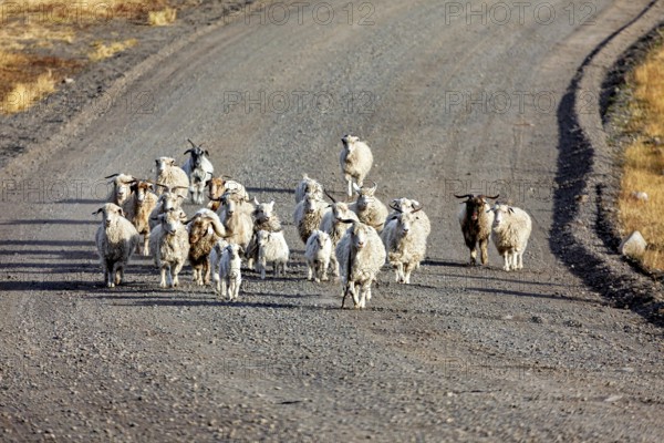 A flock of sheep walks leisurely along a remote, dusty road, A flock of goats and sheep in the