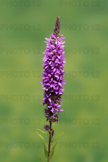 Purple loosestrife (Lythrum salicaria), flower, flowering, Germany