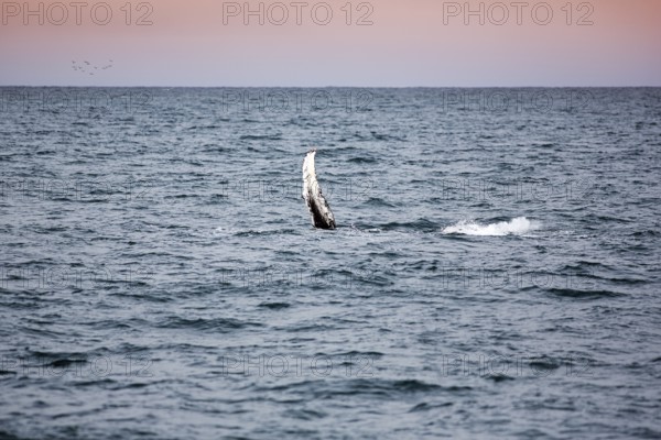 Humpback whale (Megaptera novaeangliae) swimming at the surface, pectoral fin, whale watching in