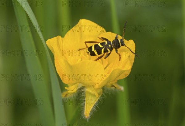 Wasp-like patterned wasp, also common wasp (Clytus arietis), wasp mimicry, Valais, Switzerland