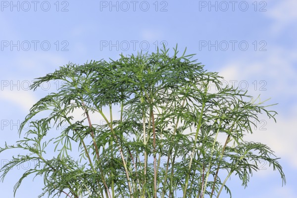 Ornamental basket 'Sensation Mix' (Cosmos bipinnatus), nine weeks after sowing, in the blue sky,