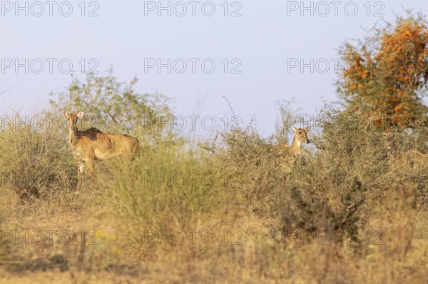 Nilgau antelope cows (Boselpahus tragocamelus) in the Thar Desert or Great Indian Desert, near