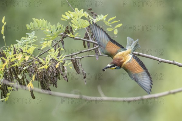 Bee-eater (Merops apiaster), Rhineland-Palatinate, Germany
