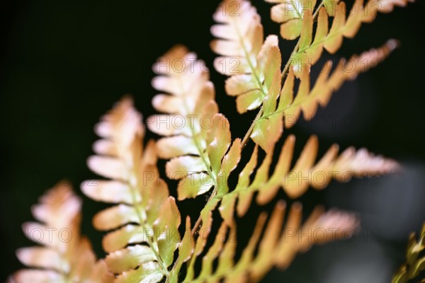 Red veil fern (Dryopteris erythrosora)