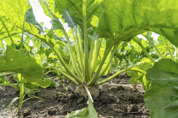 Sugar beet in a field, still growing, west of Kerken, on the Lower Rhine, North Rhine-Westphalia,
