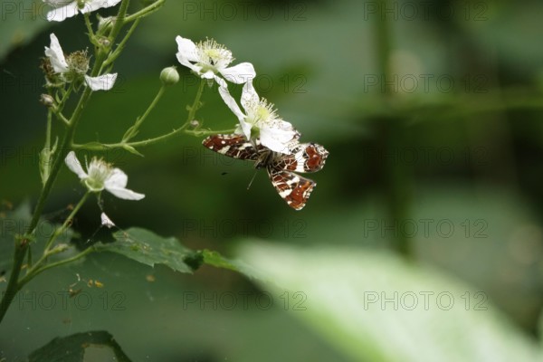 Map Butterfly (Araschnia levana, July, Saxony, Germany