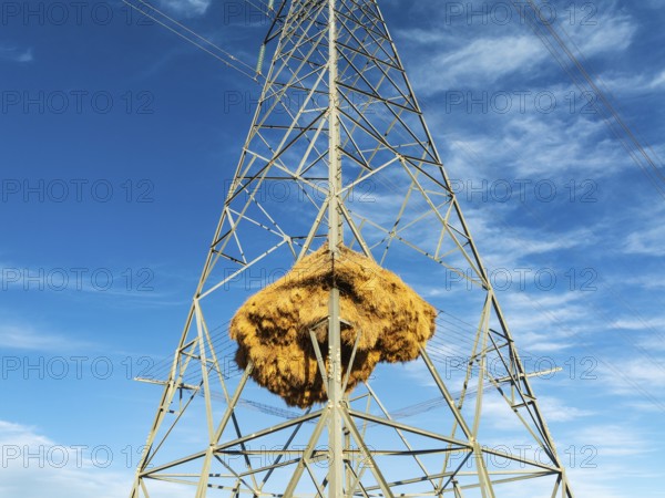 Huge nest of Sociable Weavers (Philetairus socius) built in an elecricity pylon. Low angle aerial