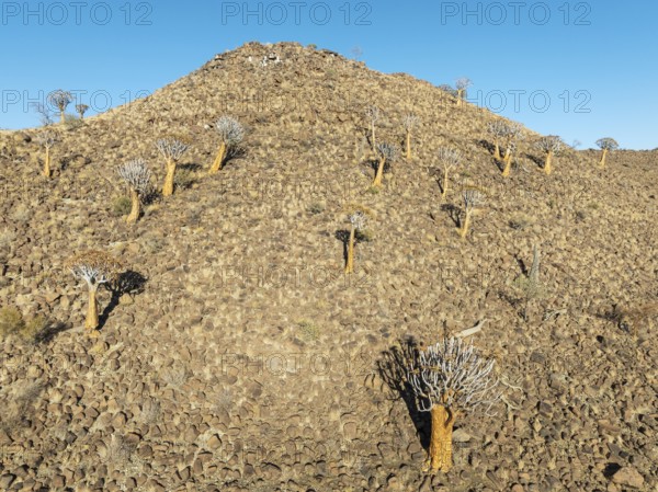 Quiver Tree (Aloidendron dichotomum). At the slope of a conical rock, a so-called Prince Albert