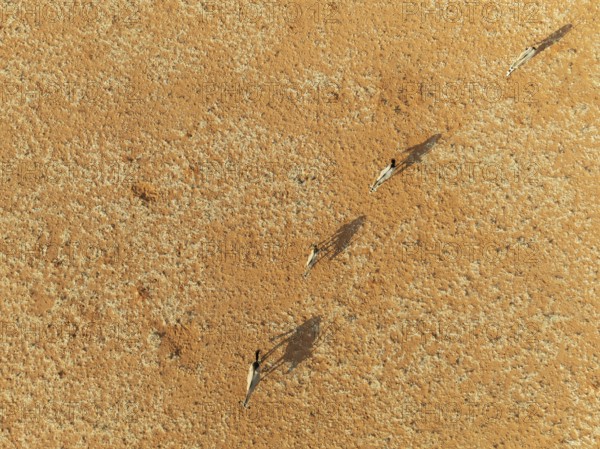 Gemsbok (Oryx gazella). Roaming an arid plain at the edge of the Namib Desert. Aerial view. Drone