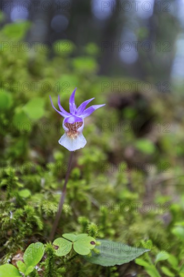 Calypso orchid, fairy slipper, Venus's slipper (Calypso bulbosa, Cypripedium bulbosum) in flower in