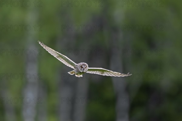 Long-eared owl (Asio otus) in flight over grassland at forest edge, hunting for rodents like mice