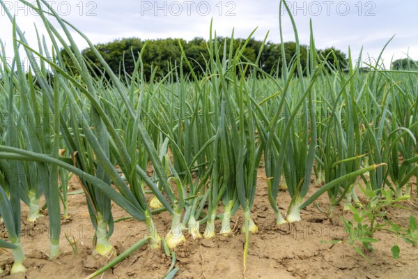 Agriculture, field with onions, shortly in front of harvest, near Nettetal, on the Lower Rhine,