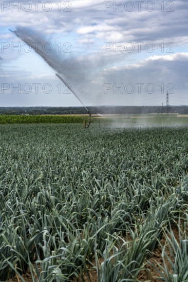 Agriculture, artificial irrigation of a field, sprinkler system, leek, leek, east of Nettetal, on