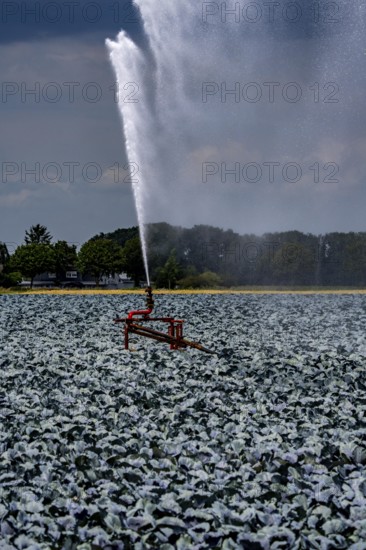Agriculture, artificial irrigation of a field, irrigation system, cabbage cultivation, red cabbage,