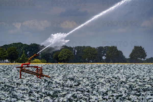 Agriculture, artificial irrigation of a field, irrigation system, cabbage cultivation, red cabbage,