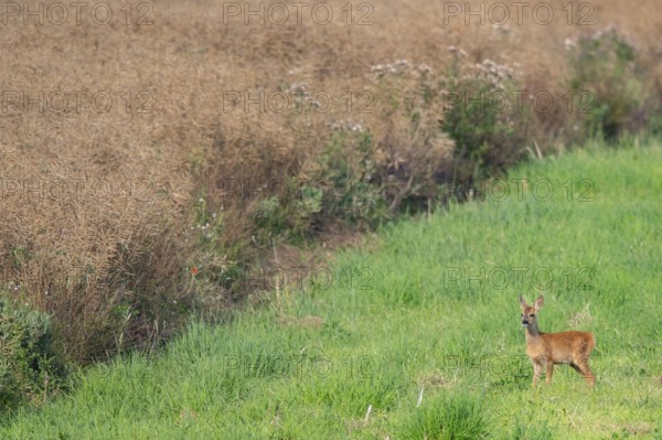 Fawn (Capreolus capreolus) at the edge of a field, Mecklenburg-Western Pomerania, Müritz region,