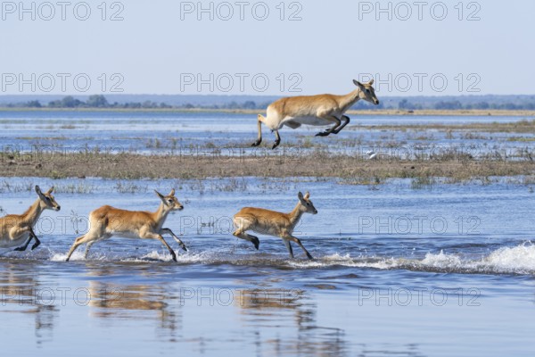 Red lechwe antelope herd (Kobus lache) runs through shallow water, splashing wildly in Chobe River.