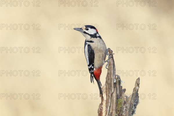 Great spotted woodpecker (Dendrocopos major), male, foraging on a tree stump overgrown with moss