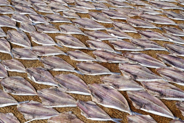 Cleaned fish drying in the sun on coconut matte, Negombo, Sri Lanka