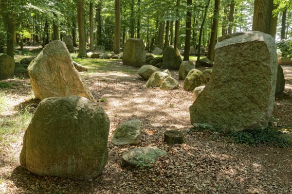 Erratic blocks in the Neuenknick erratic block forest in the Teutoburg Forest. Around 2000 of the