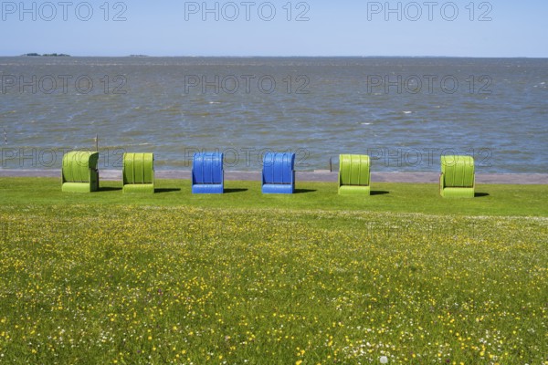 Beach chairs on a blooming meadow on the North Sea coast, Grünstrand, Pellworm Island, North Sea,