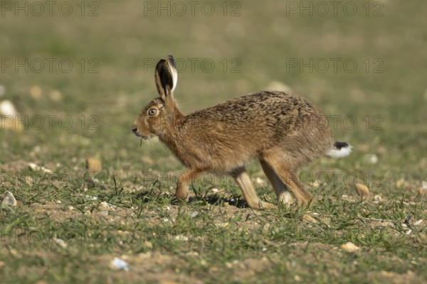 European brown hare (Lepus europaeus) adult animal running in a farmland field in springtime,