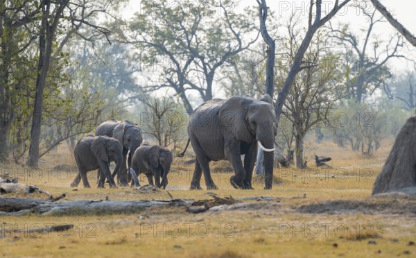 African elephant (Loxodonta africana), group with young, Okavango Delta, Moremi Game Reserve,