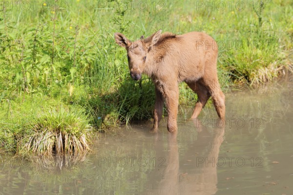 A Moose calf (Alces alces) stands in a shallow stream and looks around