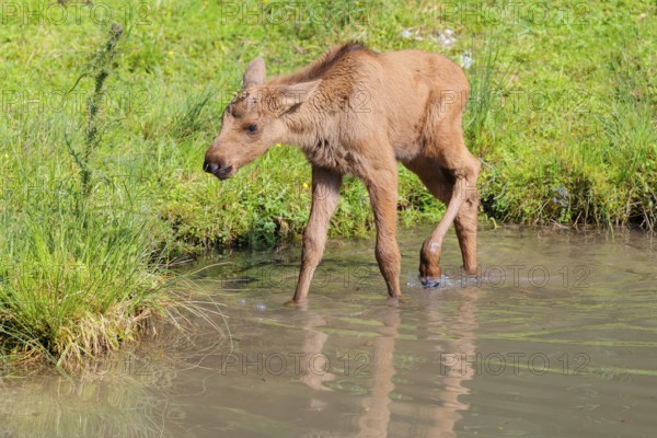 A moose calf (Alces alces) walks along the bank of a shallow stream on a sunny day in search of