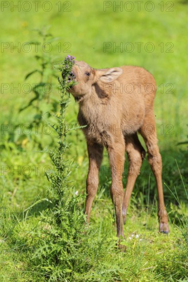 A moose calf (Alces alces) stands on the bank of a shallow stream on a sunny day and eats from a
