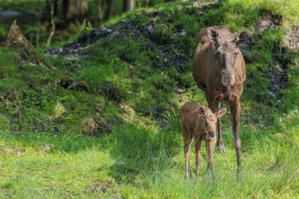 A moose calf and its mother (Alces alces) are standing on the bank of a shallow stream on a sunny