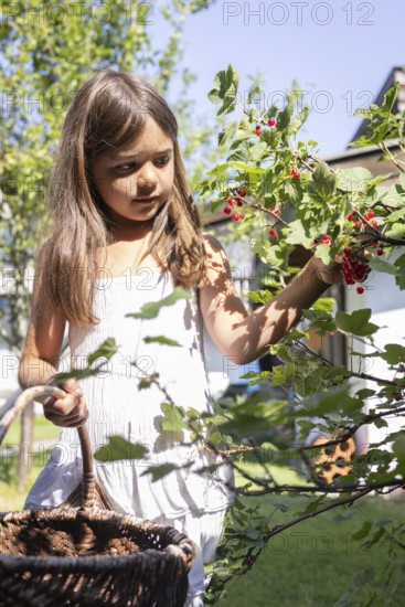 Girl picking redcurrants or currants, Ribes Rubum, Upper Bavaria, Bavaria, Germany