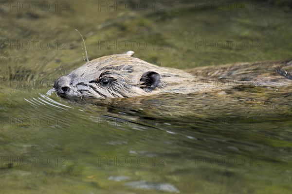 Eurasian beaver, European beaver (Castor fibre), swimming in a stream, Canton Zug, Switzerland