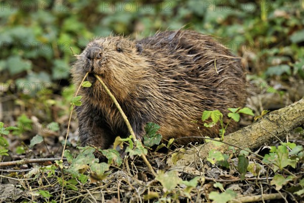 Eurasian beaver, European beaver (Castor fibre), eating leaves on the bank of a stream, Canton Zug,