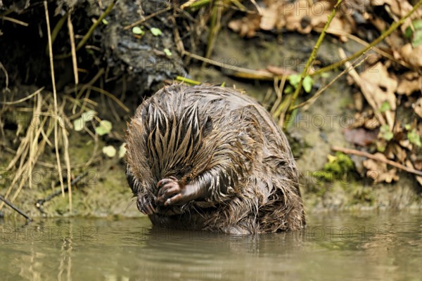 Eurasian beaver, European beaver (Castor fibre), cleaning its face, Canton Zug, Switzerland