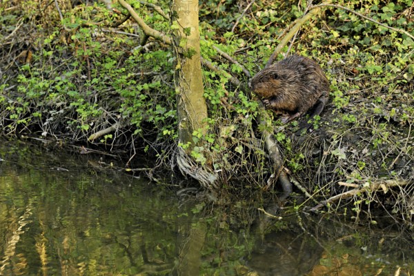 Eurasian beaver, European beaver (Castor fibre), feeding on the shore, Canton Zug, Switzerland