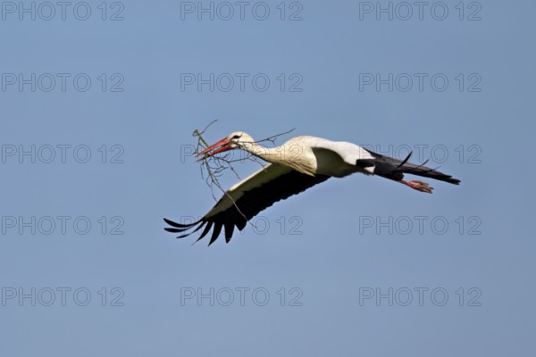 White stork (Ciconia ciconia), with nesting material in its beak in flight, Canton Aargau,