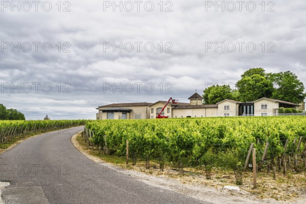 Vineyard of Chateau Pichon Longueville Baron Vineyard and grape fields around Pauillac, Bordeaux,