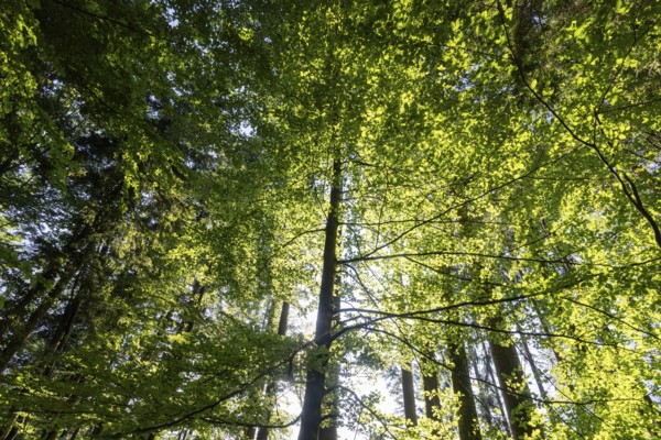 Hornbeam, Carpinus betulus, beech forest with green leaves in the sun, Upper Austria, Austria