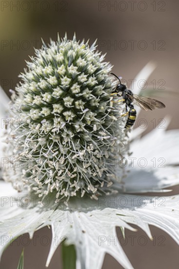Clay wasp (Ancistrocerus) on ivory man litter (Eryngium giganteum), Emsland, Lower Saxony, Germany