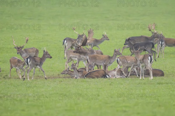 European fallow deer (dama dama) buck with his pack during the rutting season on a meadow in
