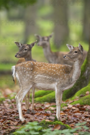 European fallow deer (dama dama) doe standing in a forest in autumn, Bavaria, Germany