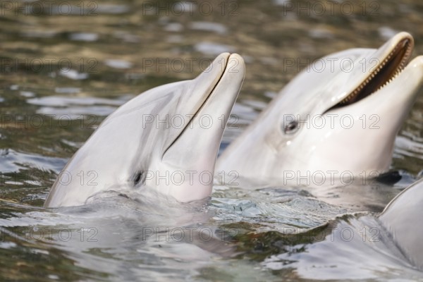 Common bottlenose dolphin (Tursiops truncatus), animal portrait, captive, Germany