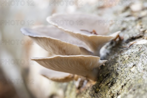 Oyster mushroom (Pleurotus ostreatus) growing an a European beech (Fagus sylvatica) tree trunk in a