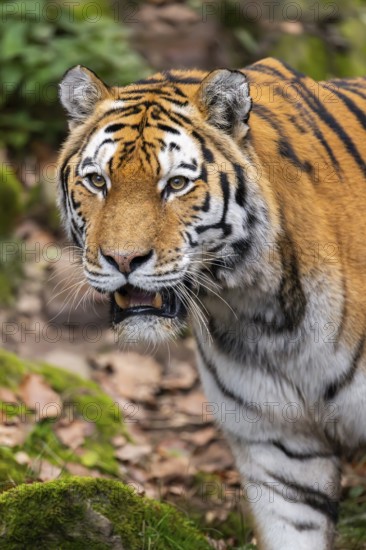 Siberian tiger or Amur tiger (Panthera tigris altaica) walking on the ground in autumn, captive,
