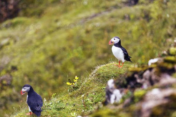 Two puffins (Fratercula arctica) on a grassy bird cliff, Cape Dyrhólaey in summer, Dyrholaey, Vík í