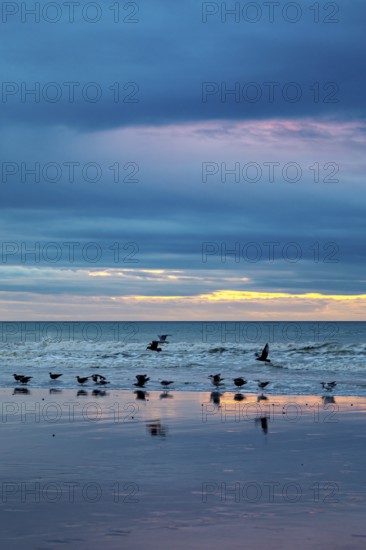 Seagulls flying over the beach at sunset, the sea reflects the colours of the sky, sunset with
