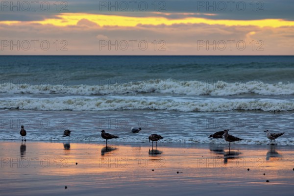 Seagulls standing on the beach at sunset, the sea reflects the orange-coloured light, sunset with
